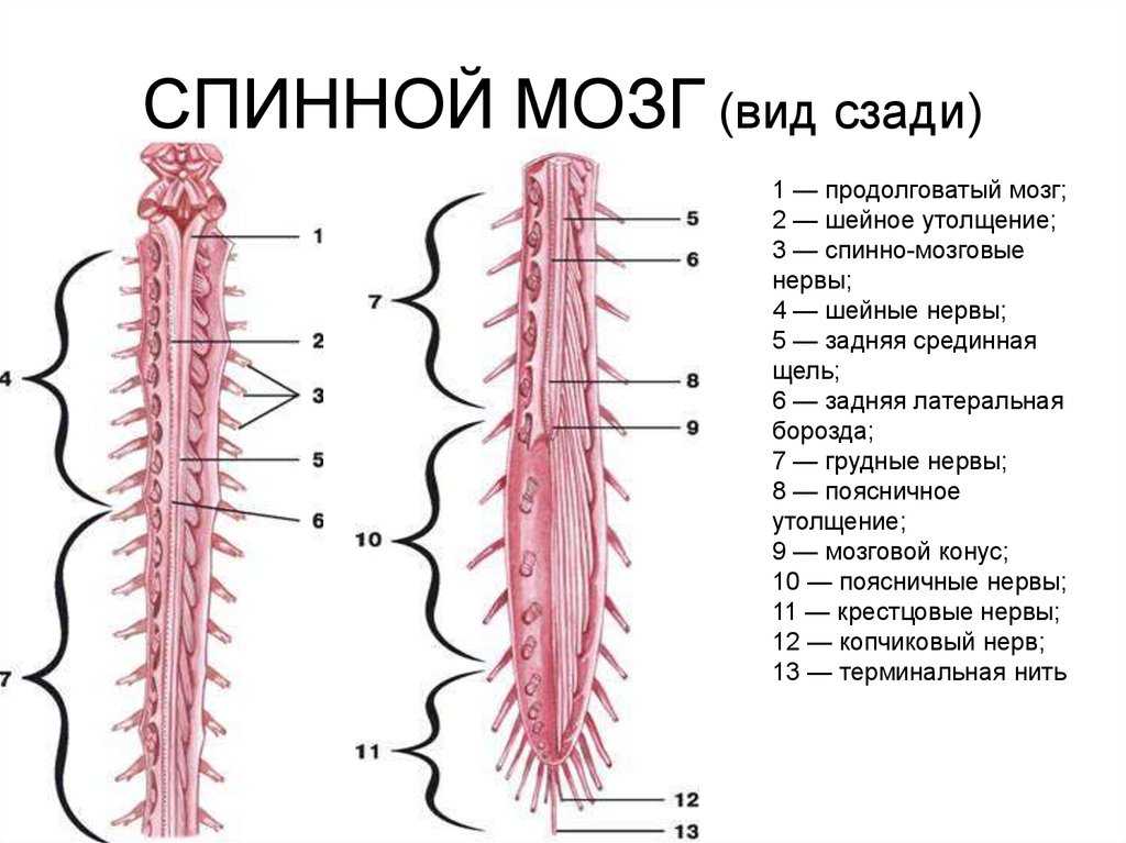 Обследование позвоночника, спинного мозга и нервных сплетений - медицинский центр «эхинацея»