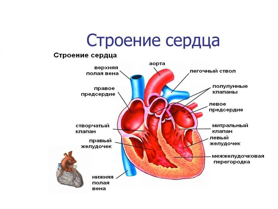 Строение тела человека 2 класс